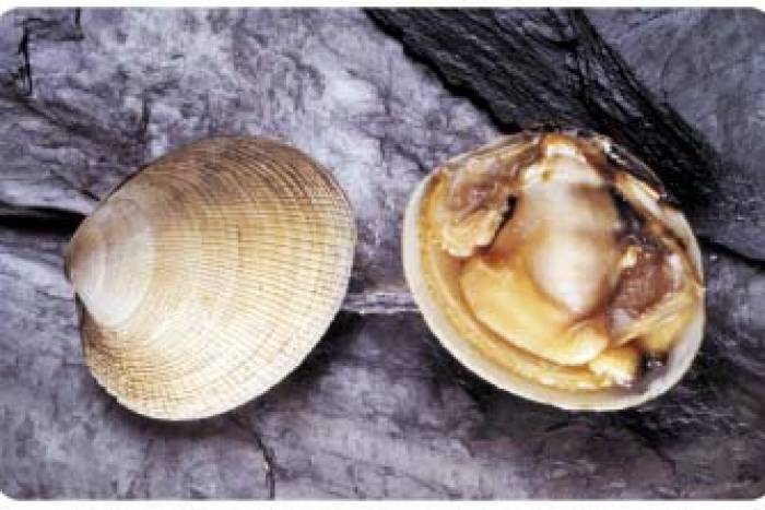 Almejas y berberechos, sin arena.