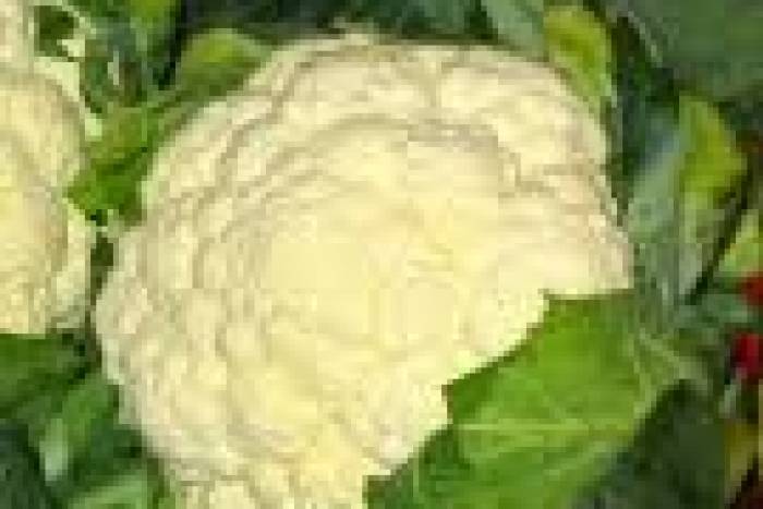 Coliflor más blanca