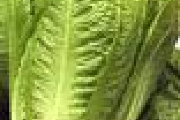 Para que la lechuga nos dure mas tiempo