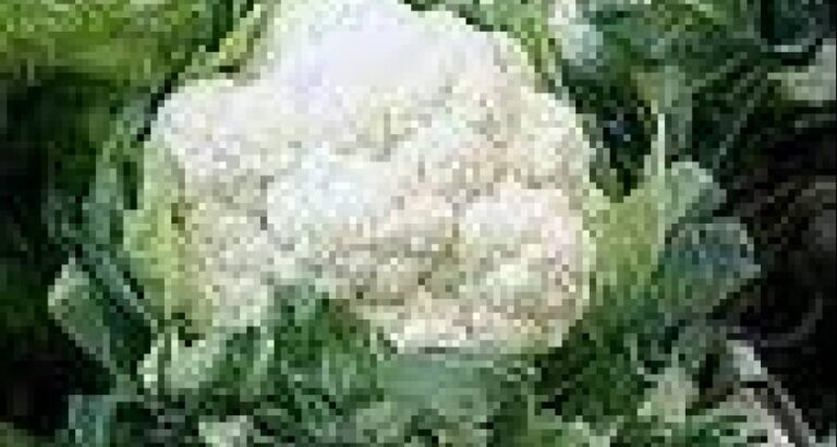 Coliflor