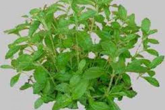 Sustituir el azucar para no engordar