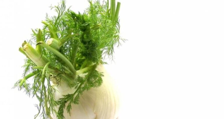 Aromas de anís o hinojo para guisos de pescado