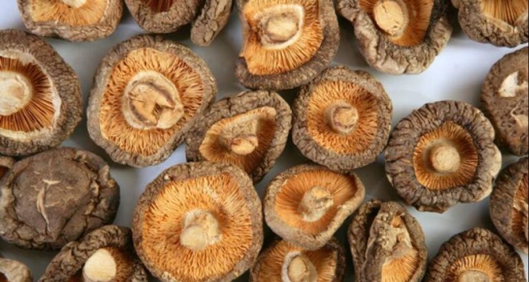 Una aternativa a las setas frescas