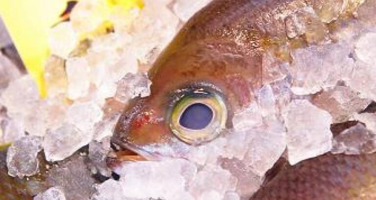 Productos de navidad de calidad y a buenos precios