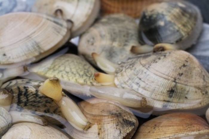 ¿cómo limpiar bien almejas, berberechos y navajas vivas?