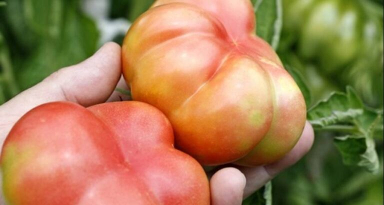 Verduras que no necesitan ir en el frigorífico