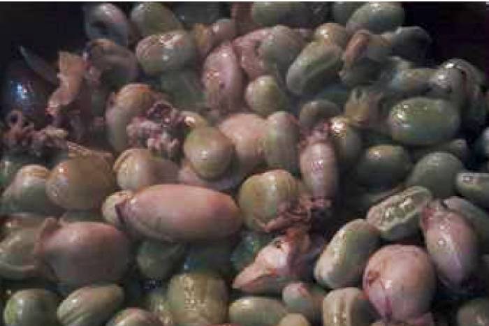 Habitas con puntilla