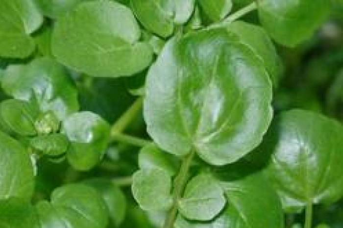 Caldo de berros de la abuela