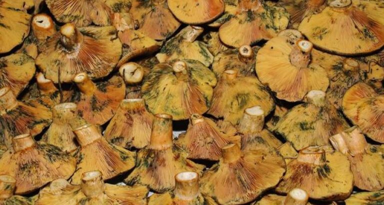 Limpiar las setas silvestres