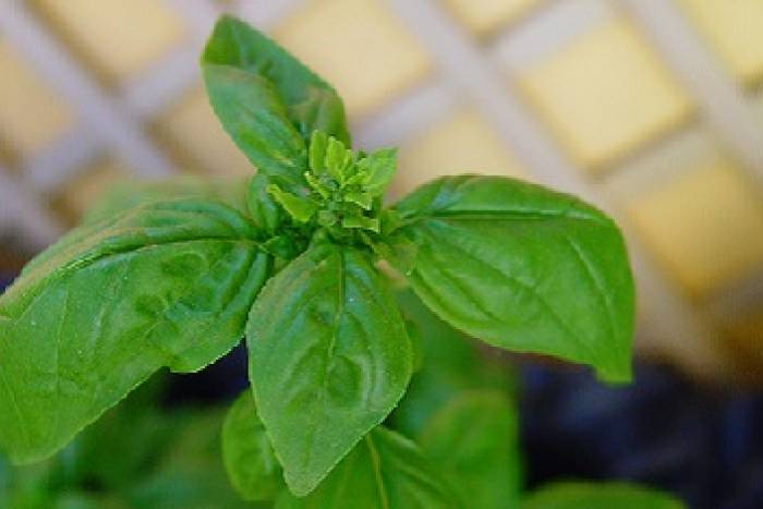 Pasta con salsa caprese