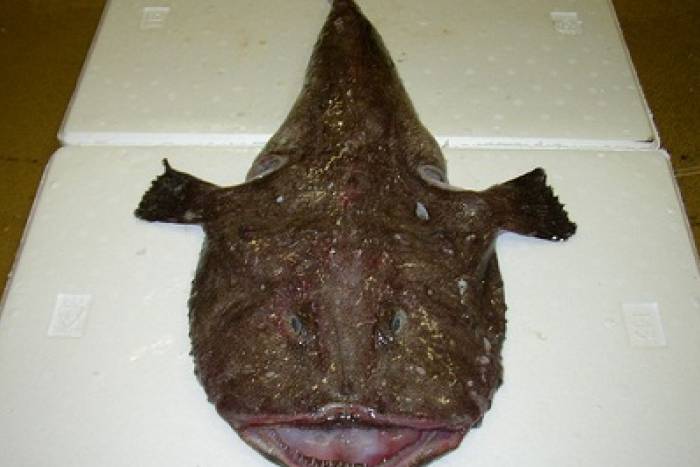 Micuit de hígado de rape