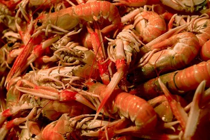 Carpaccio de gambas con foie