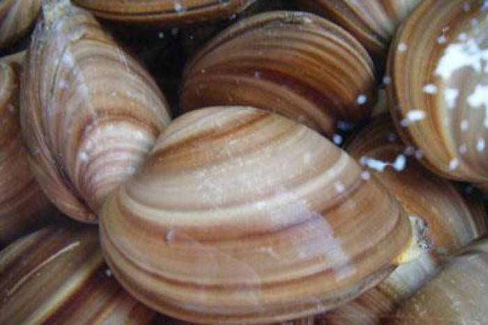 Crema de almejas casera