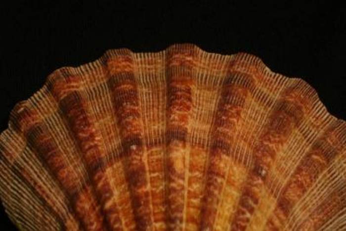 Vieiras con bechamel