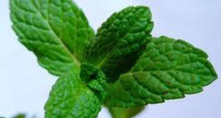 Hacer hierbas aromáticas