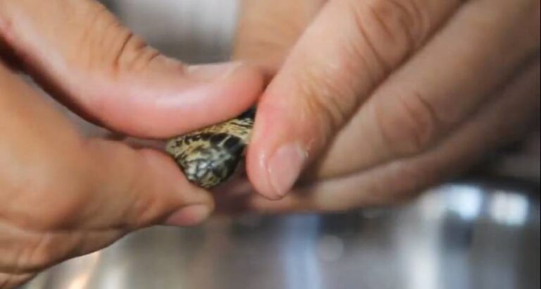 ¿almejas salvajes o de vivero?