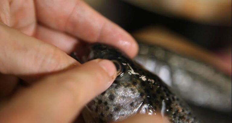 Comprueba la frescura del pescado