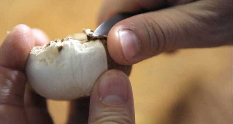 Tornear los champiñones