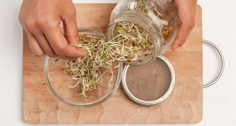 Conserva los brotes de soja