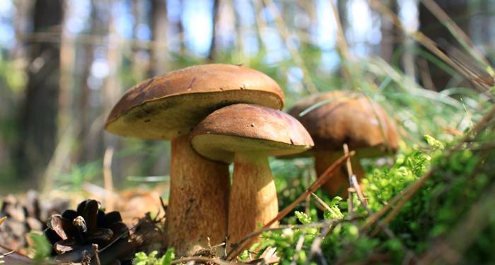 Del bosque a la mesa