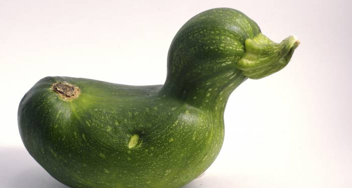 Hortalizas que parecen patos