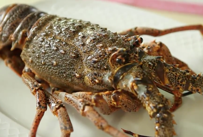 ¿sabes cómo escoger la mejor langosta para tu caldereta de langosta a la menorquina?