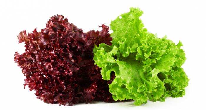 Corta la lechuga para que no se oxide