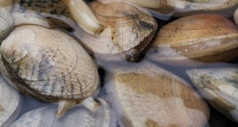 Almejas sin arenilla