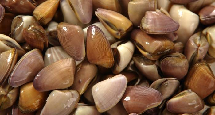 Almejas y los mejillones bien limpios