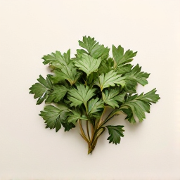 Cilantro